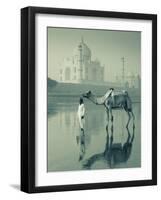 Camal and Driver, Taj Mahal, Agra, Uttar Pradesh, India-Doug Pearson-Framed Photographic Print