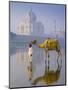 Camal and Driver, Taj Mahal, Agra, Uttar Pradesh, India-Doug Pearson-Mounted Premium Photographic Print