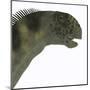 Camarasaurus Dinosaur Head-Stocktrek Images-Mounted Art Print