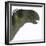 Camarasaurus Dinosaur Head-Stocktrek Images-Framed Art Print