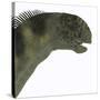 Camarasaurus Dinosaur Head-Stocktrek Images-Stretched Canvas