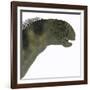 Camarasaurus Dinosaur Head-Stocktrek Images-Framed Art Print