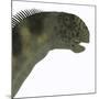 Camarasaurus Dinosaur Head-Stocktrek Images-Mounted Art Print