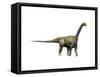 Camarasaurus Dinosaur-null-Framed Stretched Canvas