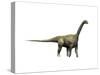 Camarasaurus Dinosaur-null-Stretched Canvas