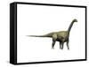 Camarasaurus Dinosaur-null-Framed Stretched Canvas