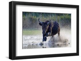 Camargue bull running through marshland, Camargue, France-Tony Heald-Framed Photographic Print