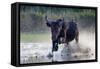 Camargue bull running through marshland, Camargue, France-Tony Heald-Framed Stretched Canvas