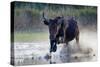 Camargue bull running through marshland, Camargue, France-Tony Heald-Stretched Canvas
