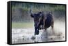 Camargue bull running through marshland, Camargue, France-Tony Heald-Framed Stretched Canvas