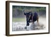 Camargue bull running through marshland, Camargue, France-Tony Heald-Framed Photographic Print