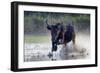 Camargue bull running through marshland, Camargue, France-Tony Heald-Framed Photographic Print