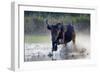 Camargue bull running through marshland, Camargue, France-Tony Heald-Framed Photographic Print