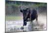Camargue bull running through marshland, Camargue, France-Tony Heald-Mounted Photographic Print