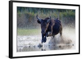 Camargue bull running through marshland, Camargue, France-Tony Heald-Framed Photographic Print