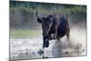 Camargue bull running through marshland, Camargue, France-Tony Heald-Mounted Photographic Print