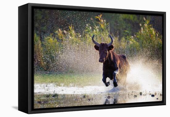 Camargue bull Running through marshland, Camargue, France-Tony Heald-Framed Stretched Canvas