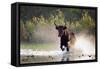 Camargue bull Running through marshland, Camargue, France-Tony Heald-Framed Stretched Canvas