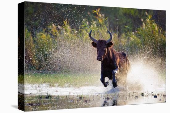 Camargue bull Running through marshland, Camargue, France-Tony Heald-Stretched Canvas