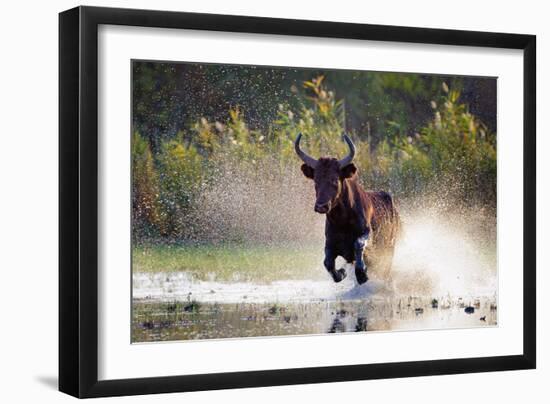 Camargue bull Running through marshland, Camargue, France-Tony Heald-Framed Photographic Print