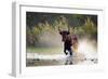 Camargue bull Running through marshland, Camargue, France-Tony Heald-Framed Photographic Print