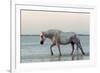 Camargue Horse, adult, walking in water at sunset, Saintes Marie de la Mer-Jurgen & Christine Sohns-Framed Photographic Print