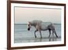 Camargue Horse, adult, walking in water at sunset, Saintes Marie de la Mer-Jurgen & Christine Sohns-Framed Photographic Print