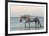 Camargue Horse, adult, walking in water at sunset, Saintes Marie de la Mer-Jurgen & Christine Sohns-Framed Photographic Print