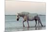 Camargue Horse, adult, walking in water at sunset, Saintes Marie de la Mer-Jurgen & Christine Sohns-Mounted Photographic Print