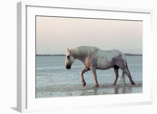 Camargue Horse, adult, walking in water at sunset, Saintes Marie de la Mer-Jurgen & Christine Sohns-Framed Photographic Print