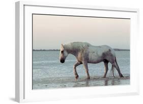 Camargue Horse, adult, walking in water at sunset, Saintes Marie de la Mer-Jurgen & Christine Sohns-Framed Photographic Print