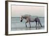 Camargue Horse, adult, walking in water at sunset, Saintes Marie de la Mer-Jurgen & Christine Sohns-Framed Photographic Print