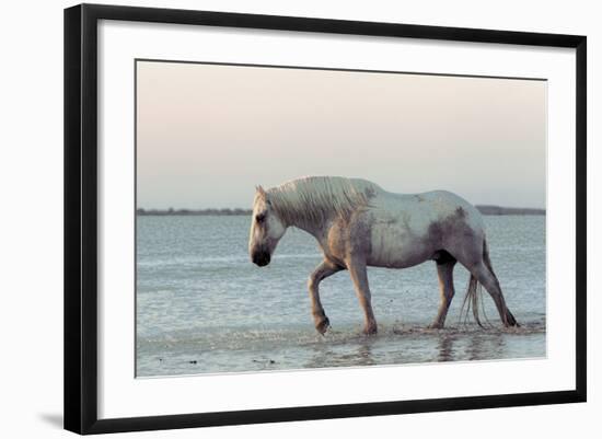 Camargue Horse, adult, walking in water at sunset, Saintes Marie de la Mer-Jurgen & Christine Sohns-Framed Photographic Print