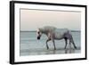 Camargue Horse, adult, walking in water at sunset, Saintes Marie de la Mer-Jurgen & Christine Sohns-Framed Photographic Print