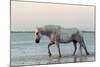 Camargue Horse, adult, walking in water at sunset, Saintes Marie de la Mer-Jurgen & Christine Sohns-Mounted Photographic Print