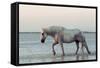 Camargue Horse, adult, walking in water at sunset, Saintes Marie de la Mer-Jurgen & Christine Sohns-Framed Stretched Canvas