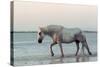 Camargue Horse, adult, walking in water at sunset, Saintes Marie de la Mer-Jurgen & Christine Sohns-Stretched Canvas