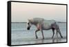 Camargue Horse, adult, walking in water at sunset, Saintes Marie de la Mer-Jurgen & Christine Sohns-Framed Stretched Canvas