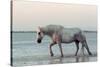 Camargue Horse, adult, walking in water at sunset, Saintes Marie de la Mer-Jurgen & Christine Sohns-Stretched Canvas