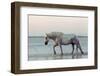 Camargue Horse, adult, walking in water at sunset, Saintes Marie de la Mer-Jurgen & Christine Sohns-Framed Photographic Print