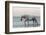 Camargue Horse, adult, walking in water at sunset, Saintes Marie de la Mer-Jurgen & Christine Sohns-Framed Photographic Print