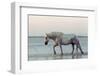 Camargue Horse, adult, walking in water at sunset, Saintes Marie de la Mer-Jurgen & Christine Sohns-Framed Photographic Print