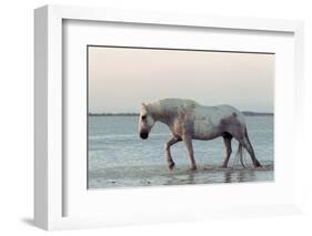 Camargue Horse, adult, walking in water at sunset, Saintes Marie de la Mer-Jurgen & Christine Sohns-Framed Photographic Print