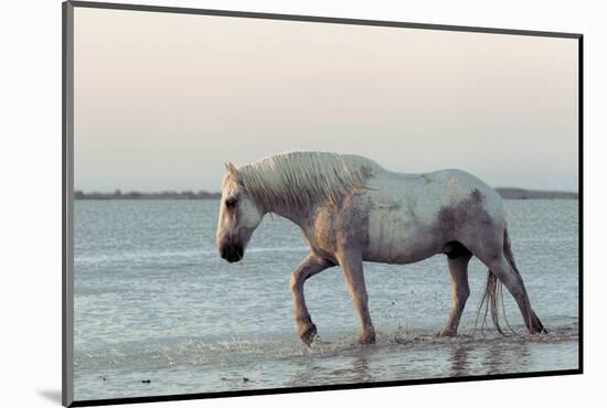 Camargue Horse, adult, walking in water at sunset, Saintes Marie de la Mer-Jurgen & Christine Sohns-Mounted Photographic Print