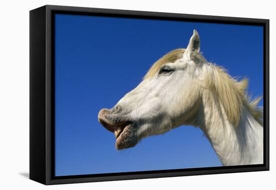 Camargue Horse 'Flehmen'-null-Framed Stretched Canvas