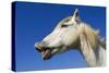 Camargue Horse 'Flehmen'-null-Stretched Canvas