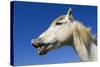 Camargue Horse 'Flehmen'-null-Stretched Canvas