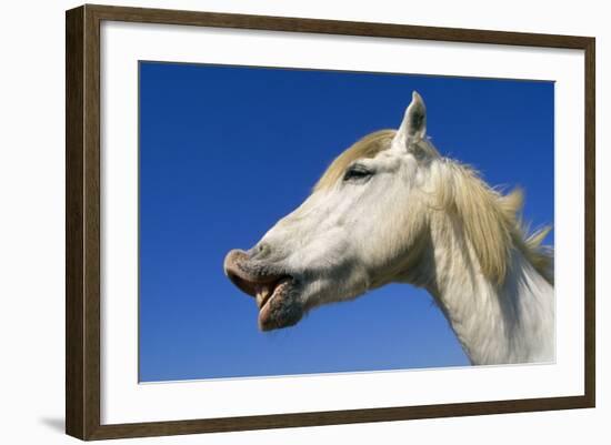 Camargue Horse 'Flehmen'-null-Framed Photographic Print