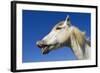 Camargue Horse 'Flehmen'-null-Framed Photographic Print