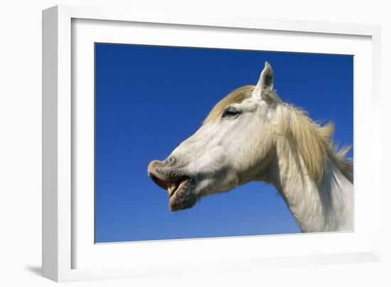 Camargue Horse 'Flehmen'-null-Framed Photographic Print